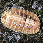 Chiton sp. 24
